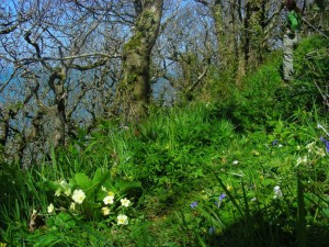Primroses and bluebells